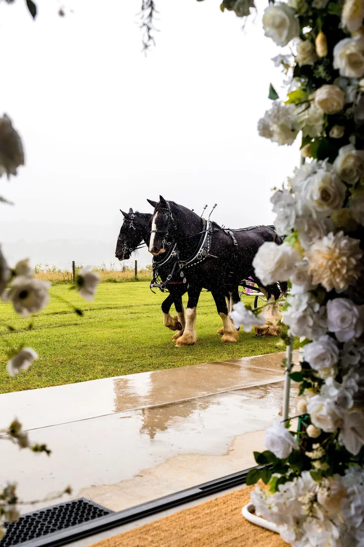 Clydesdale horses walking past the ceremony entrance in the rain, framed by a floral archway
