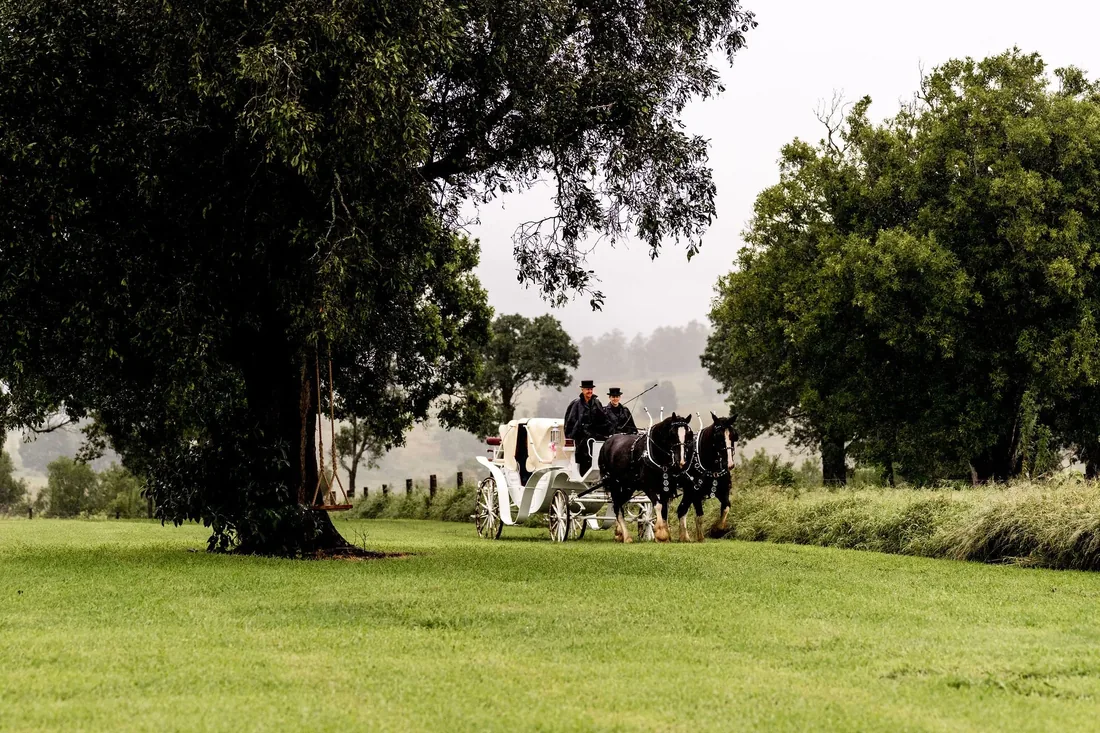 Second view of the horse-drawn carriage travelling along the driveway on a misty morning