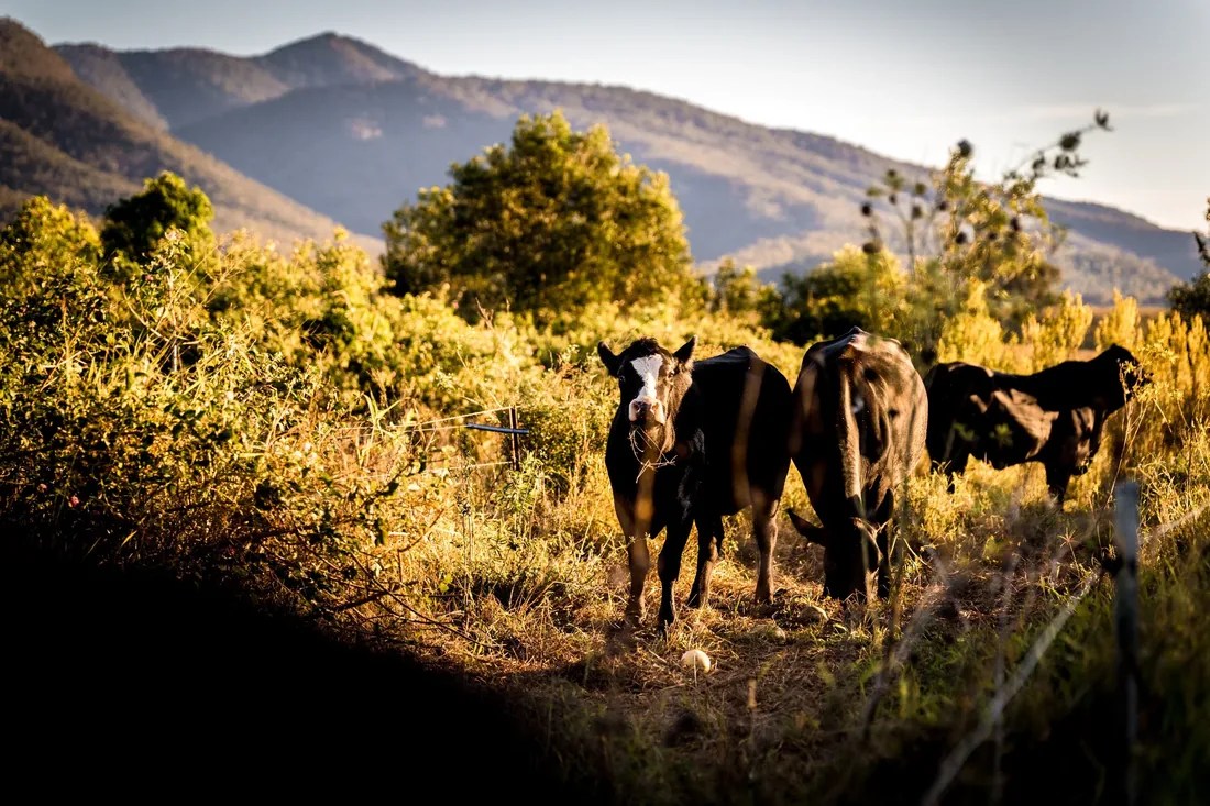 Cattle grazing in golden light on the property at sunset