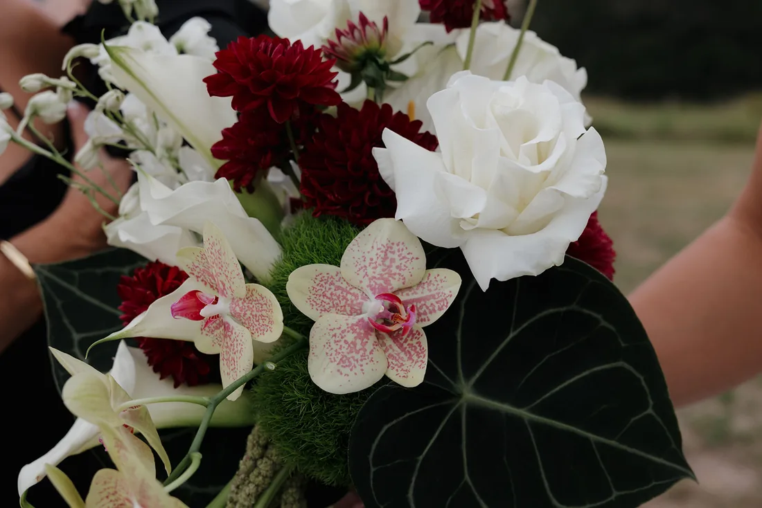 Close-up of white roses, burgundy dahlias and blush orchids in the bridal bouquet
