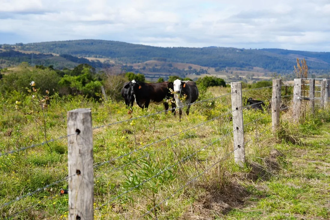 Cattle grazing behind a wire fence with rolling hills in the background